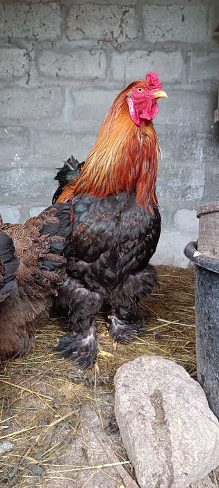 Pintos de Brahma Perdiz Gold Puros