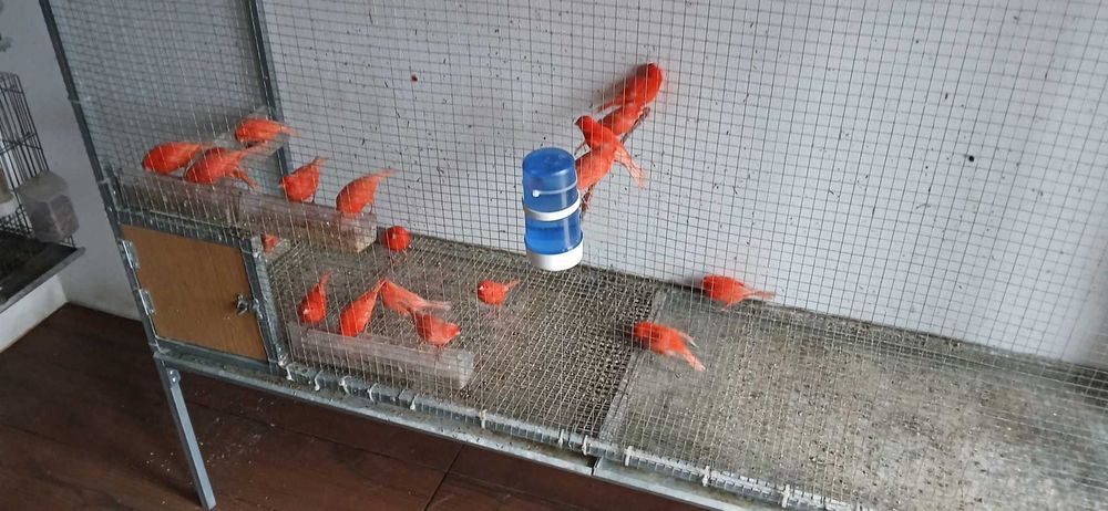 Canários Vermelhos Intensos e Nevados