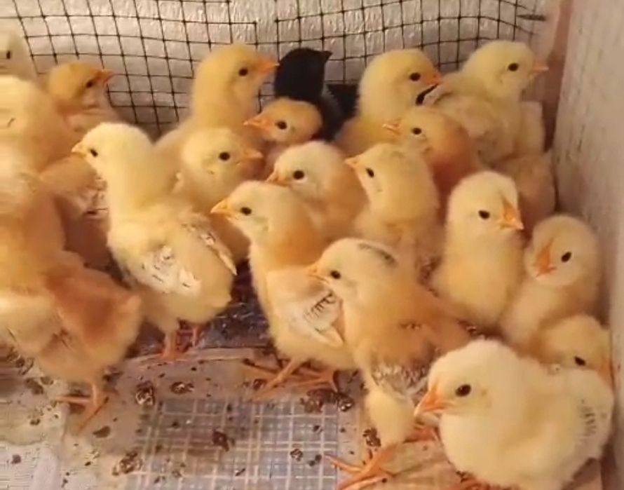 Яйцо под инкубацию кур мясо-яичных пород, несушек.