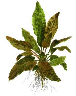 Cryptocoryne Wendtii brown - Planta aquática