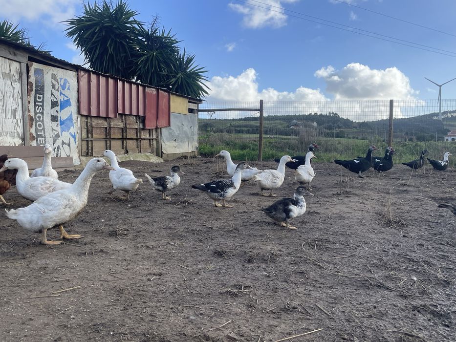 Patos jovem e adulto