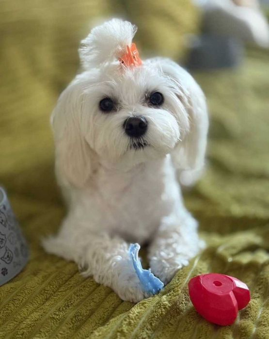 Maltańczyk Szczeniak