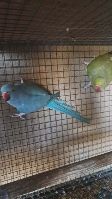 2 casais de ring neckes