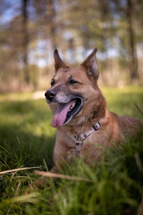 Irys - pilnie potrzebuje dobrego człowieka ADOPCJA