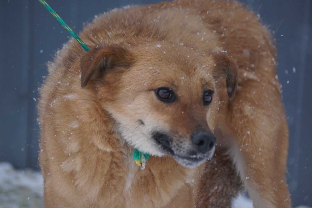 Yeti do adopcji – Schronisko Jasionka