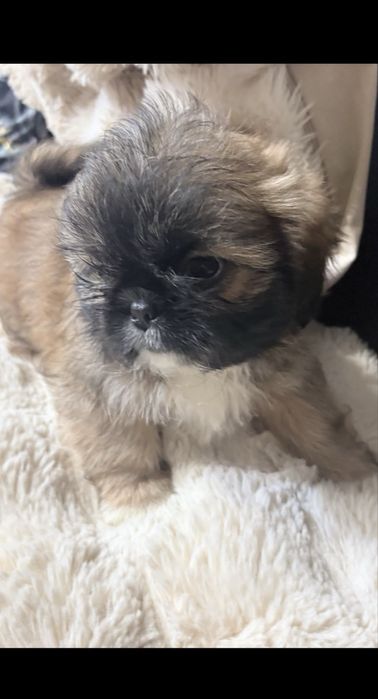 Piesek Shih tzu