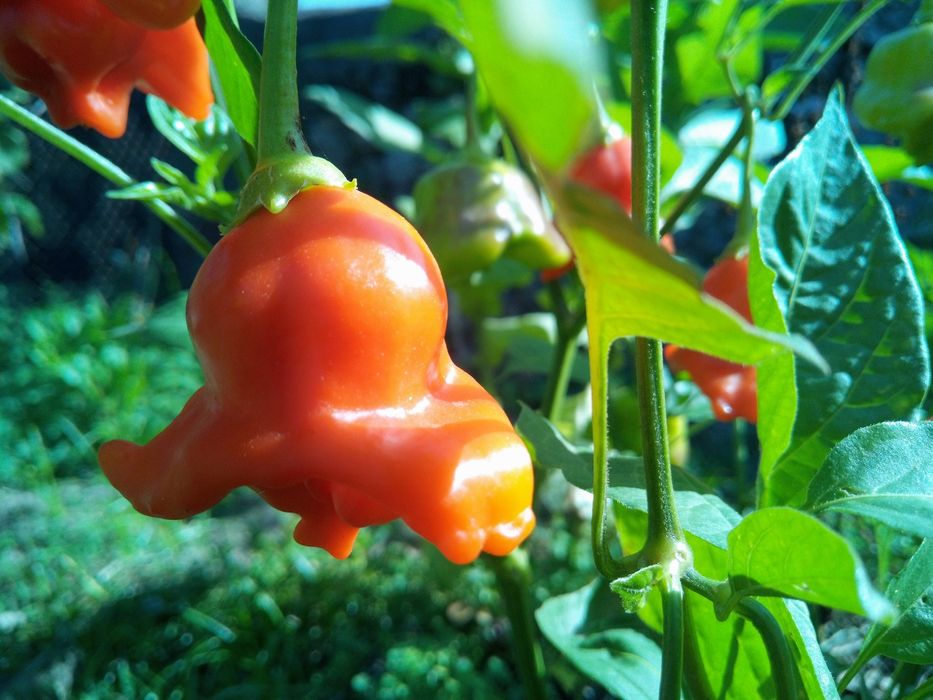 Sementes - malagueta Siniho - Bishops Crown
