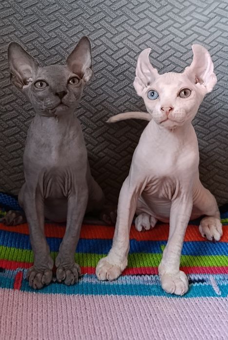 Котята сфинкс. Мальчик и девочки