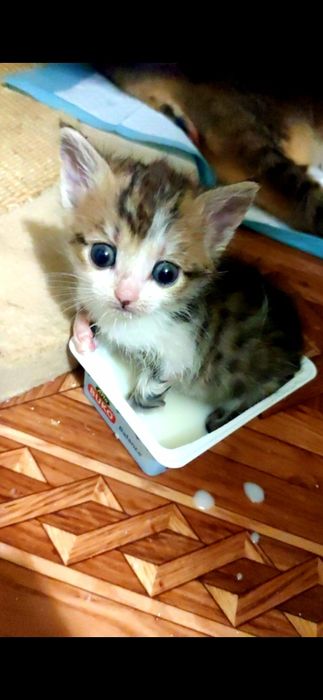 Прекрасні антидепресанти в дар