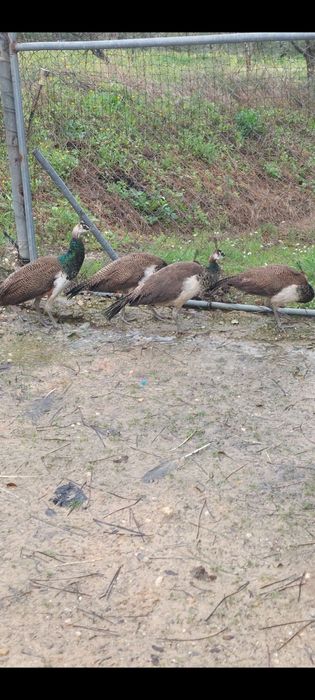 Casais Pavões Azul 2025