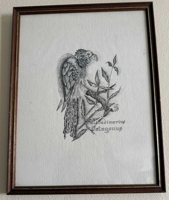 Conjunto de 6 Quadros Naturalistas - Aves Exóticas (Coleção 1982–1983)