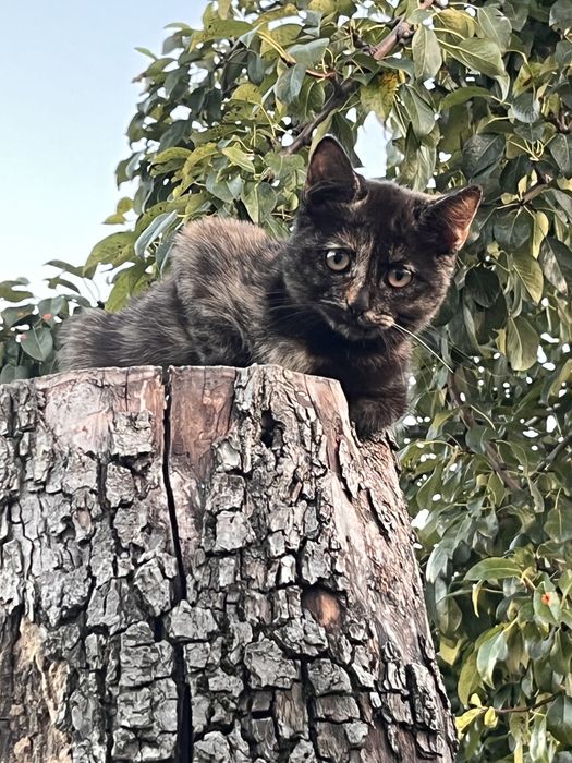 ввідам гарних котиків в добрі руки
