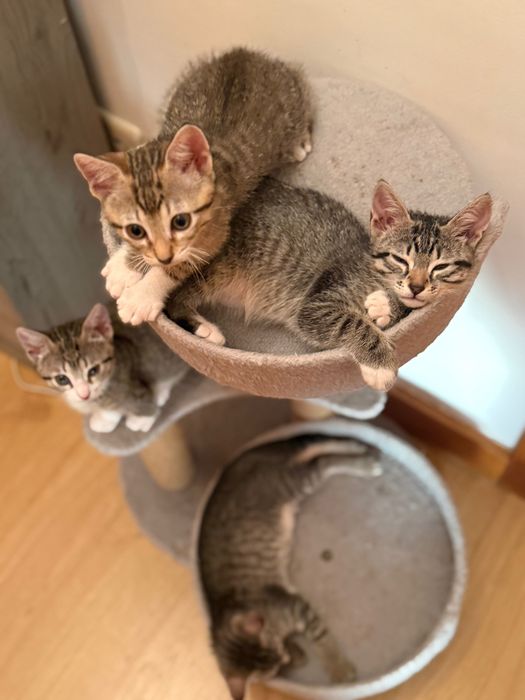 Gatinhos para adoção responsável
