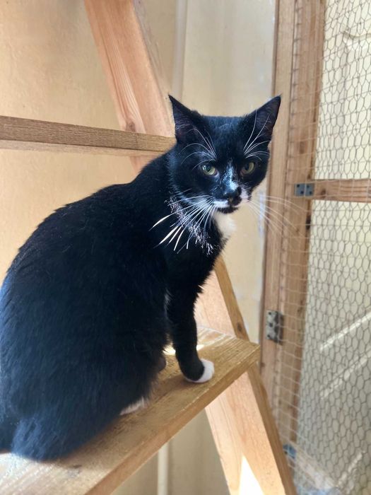 Cudny kot OSCAR szuka dla siebie dobrego domu