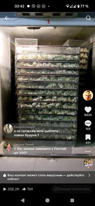 Суточный бройлер Кобб 500 Росс