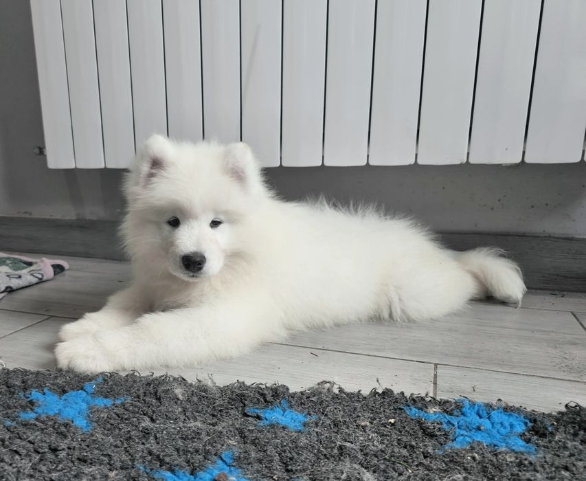Samoyed samojed doskonały rodowód ZKwP FCI