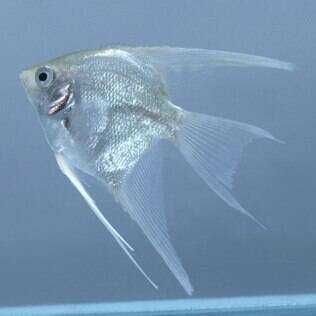 peixe escalar de veu platinum (branco)