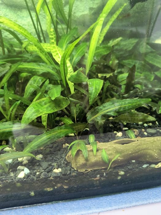 Rośliny akwariowe