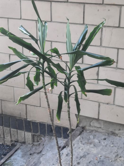 Пальма, драцена з горщиком,подарунок