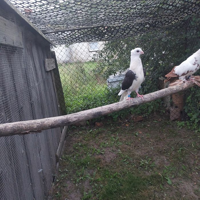 Sprzedam Gołębia Mewka