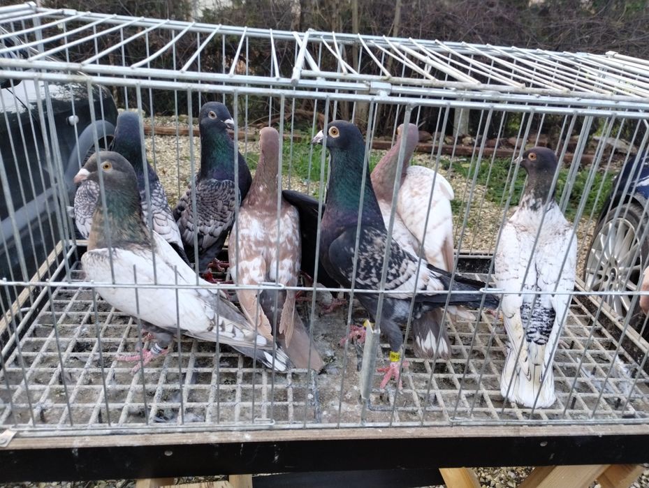 Sprzedam gołębie frill