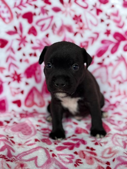 Staffordshire Bull Terrier