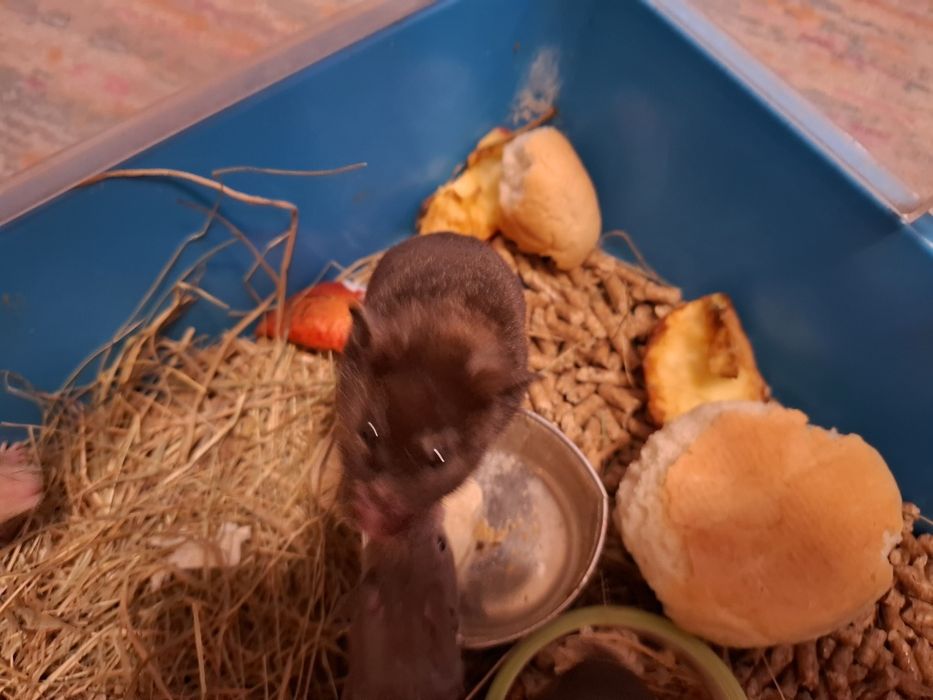 Chomiki syryjskie mlode