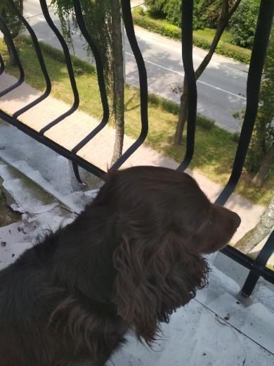 Віддається у добрі руки спаніель.