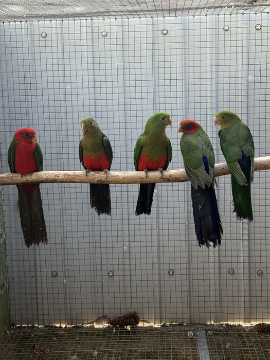Varias Aves 2026