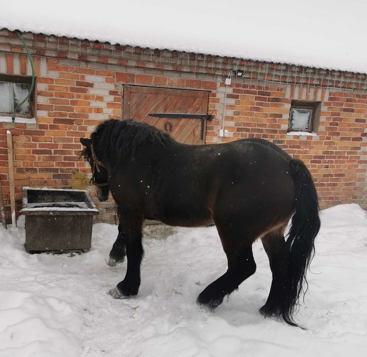 Źrebna klacz zimnokrwista