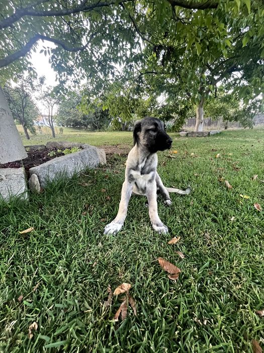Cão KANGAL (Protetor de Gado)