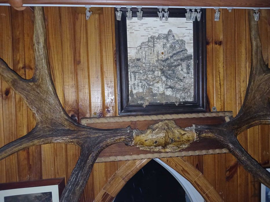 Роги   лося з Якутії оленя