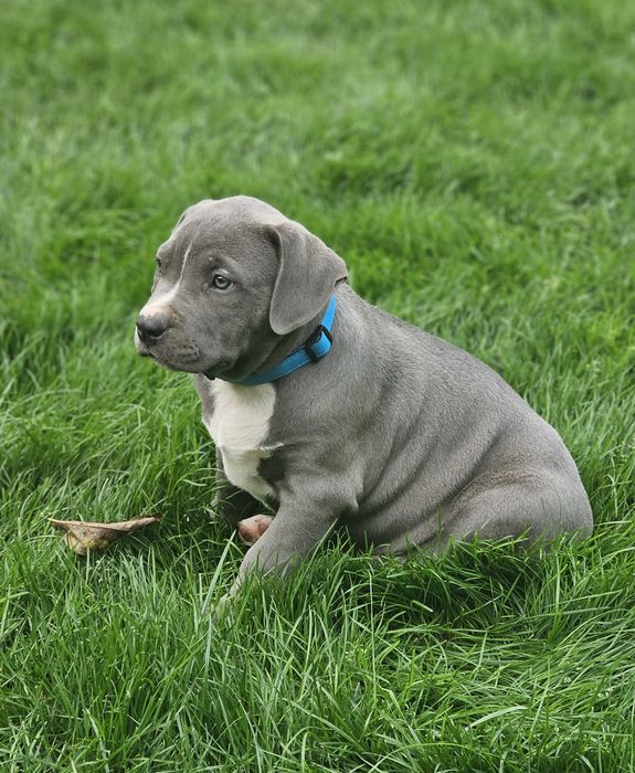 Piękny piesek american bully xl