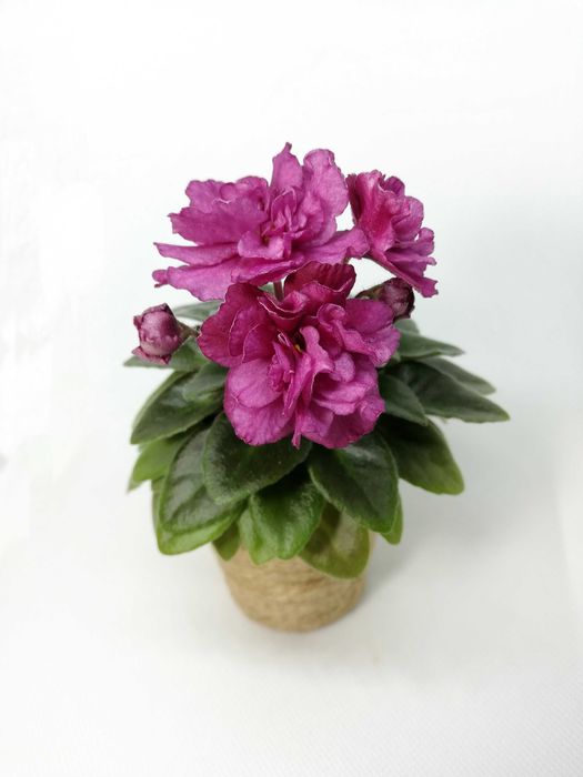 Фиалка мини Jolly Victory (H. Pittman)