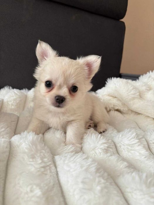 Chihuahua długowłosa