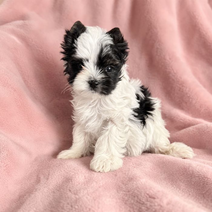 Śliczna , malutka suczka york biewer,  mini laleczka