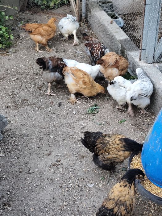 Frangas e Frangos caseiros