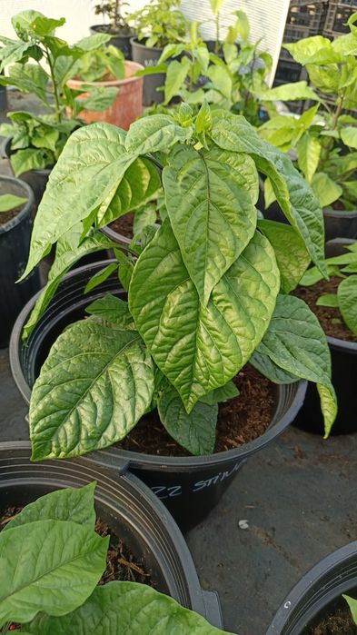 Vendo Plantas de Pimentas / Malaguetas raras ( 200 variedades)