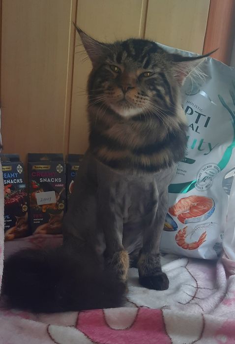 Грумер.стрижка животных.кроликов.груминг.услуги для животных вычёсыван