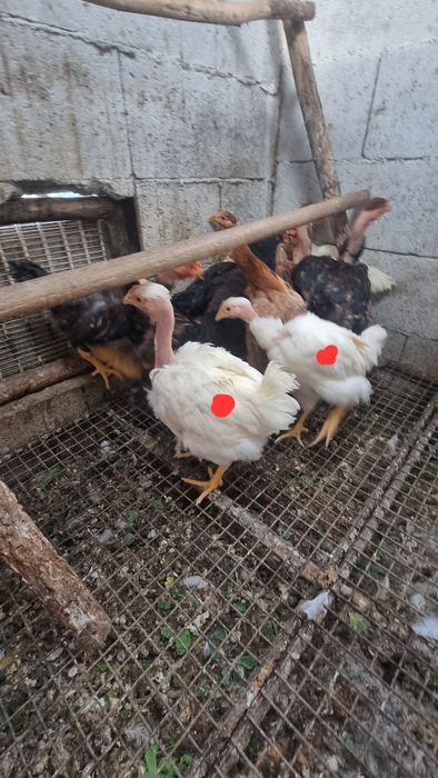 Trio branca portuguesa