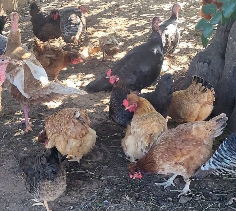 Ovos de galinha Posavina Posavina (Posavska kukmasta kokoš)