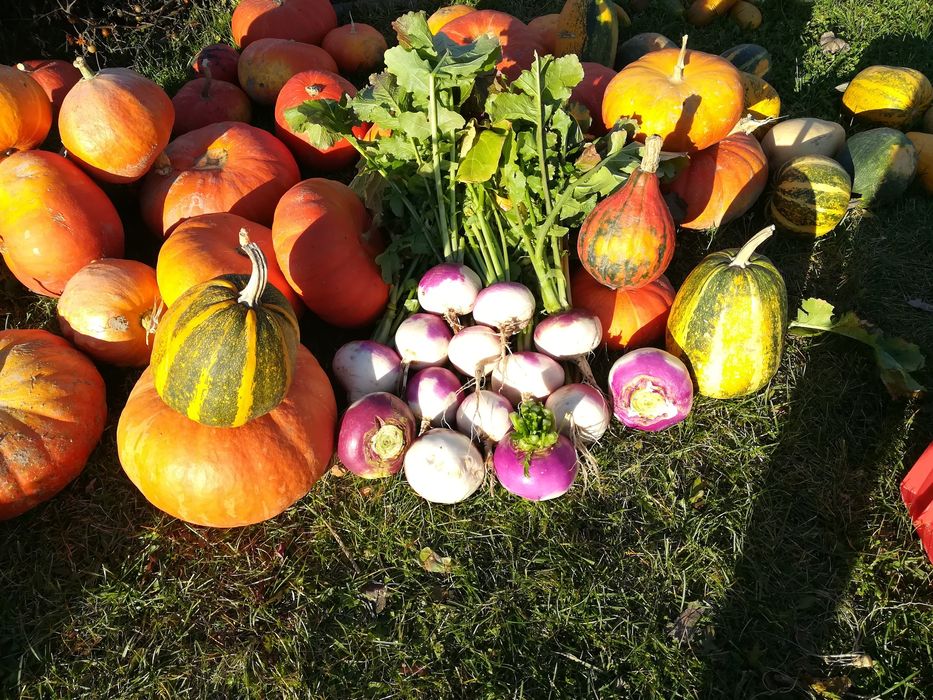 Rzepa ścierniskowa jadalna