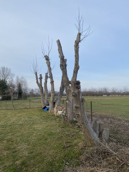 Sprzedam orzech włoski , pnie