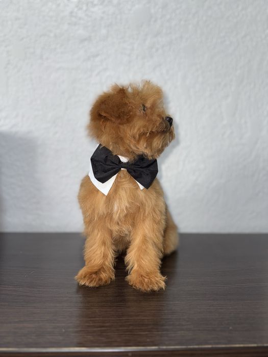 Мальтіпушик хлопчик міні. Карамель мальтіпу