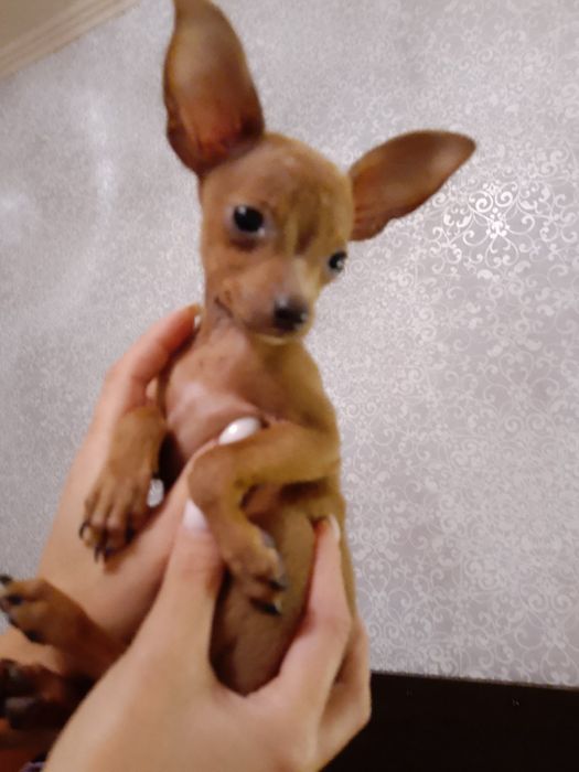 Хлопчики той терьера