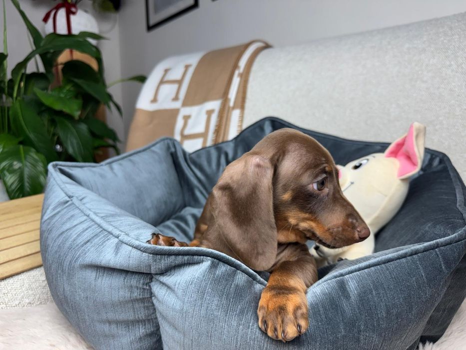 jamnik miniaturowy choco tan