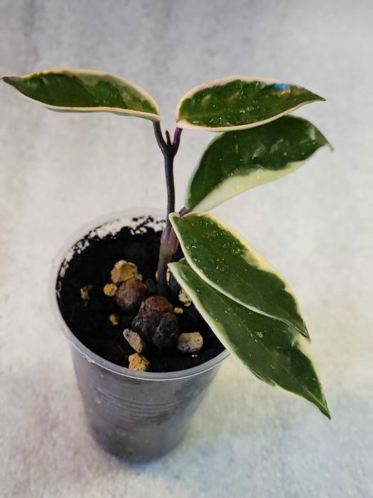 Hoya hoja krimson queen - ukorzeniona, rosnąca sadzonka