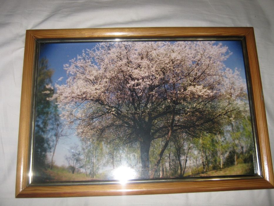 картина,фотокартина,натюрморт,Сакура,50*35,з дерев'яною рамою,зі склом