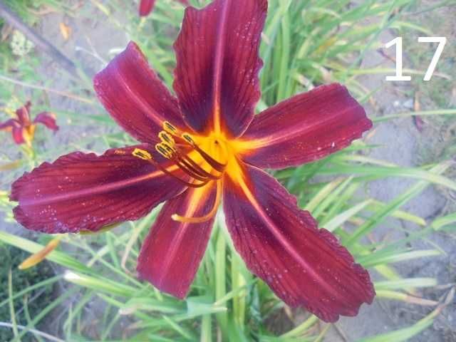 Liliowiec duża kępa .