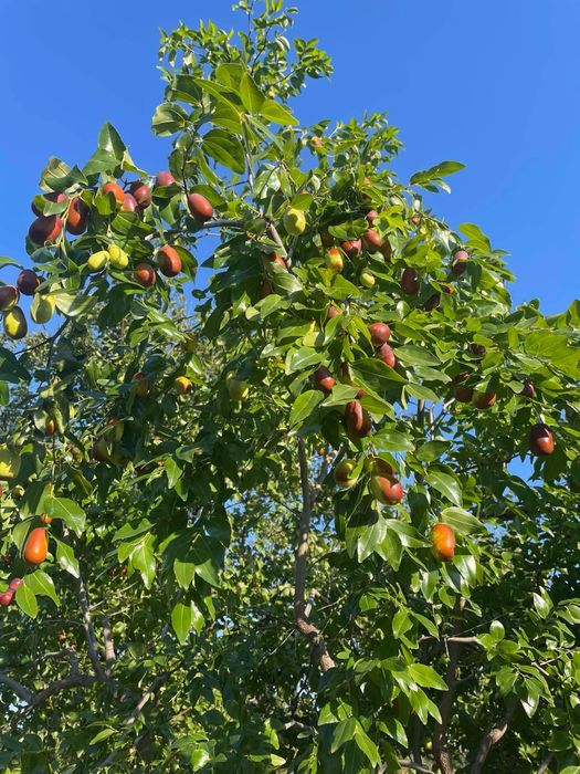 Продам плоды , саженцы унаби - зизифус
